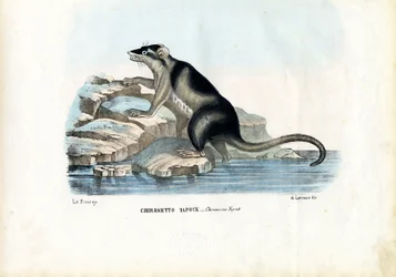 ヤポク、1863-79